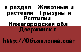  в раздел : Животные и растения » Грызуны и Рептилии . Нижегородская обл.,Дзержинск г.